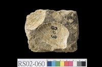 藏品(砂岩)的圖片